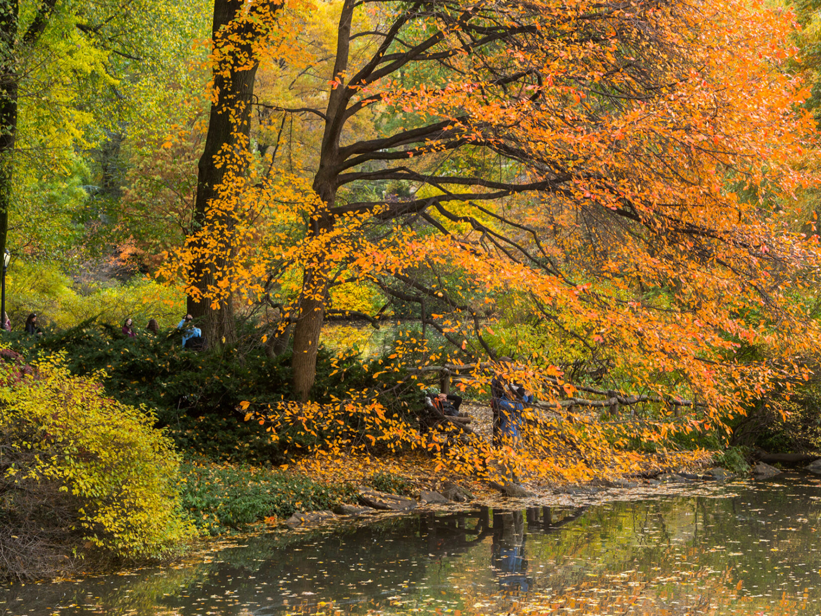 What Are Central Park S Most Colorful Fall Central Park Conservancy What Are Central Park S Most Colorful Fall Central Park Conservancy