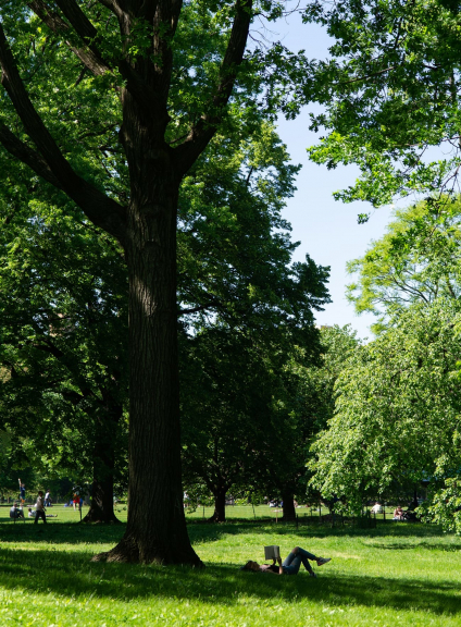 Large Tree on the Great Lawn