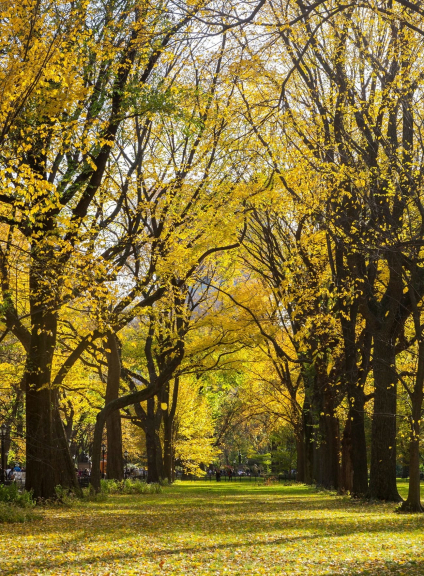 The Mall in the Fall