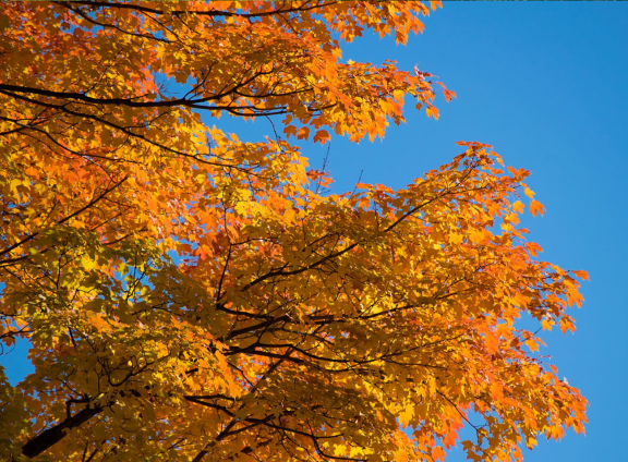 Fall Foliage