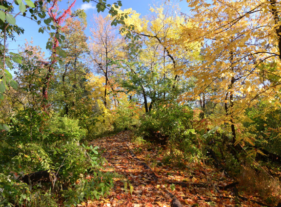 Hallett Nature Sanctuary in the Fall