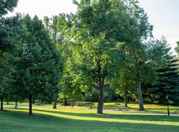 North Meadow