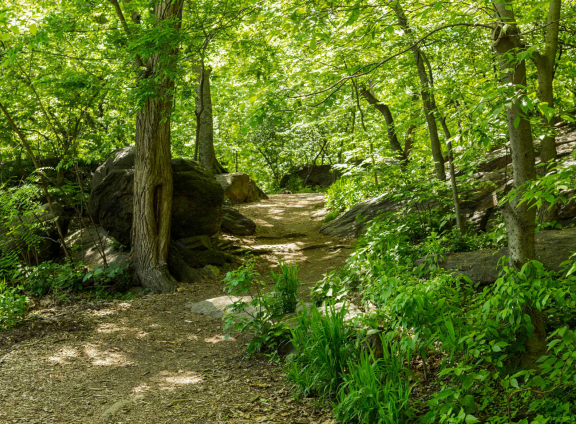 The Ramble