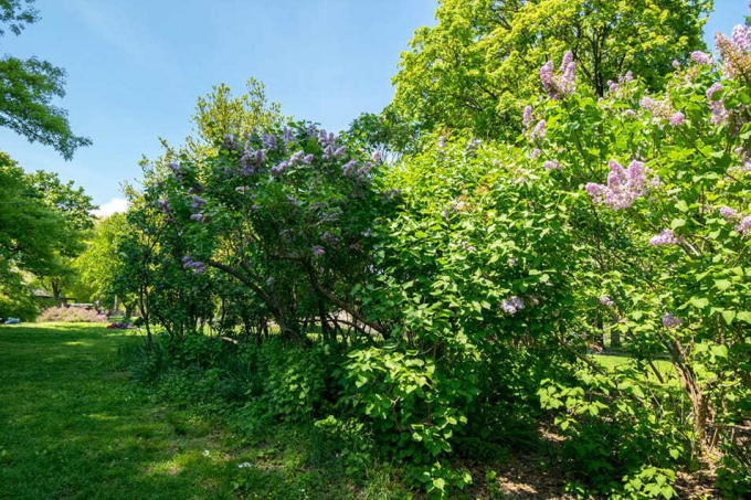 Nell Singer Lilac Walk