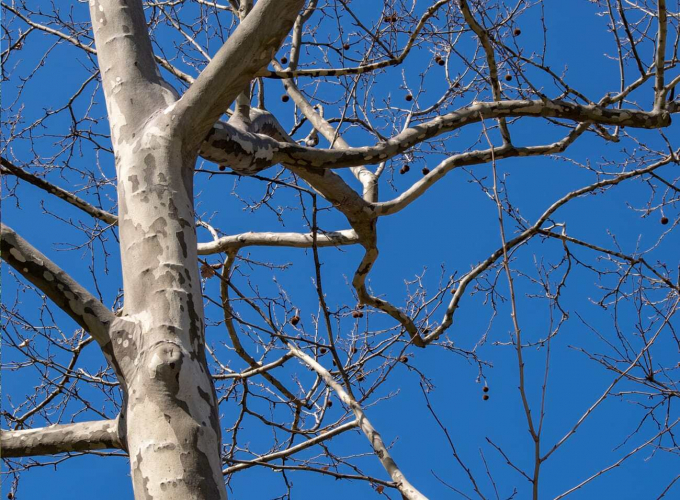 London Planetree