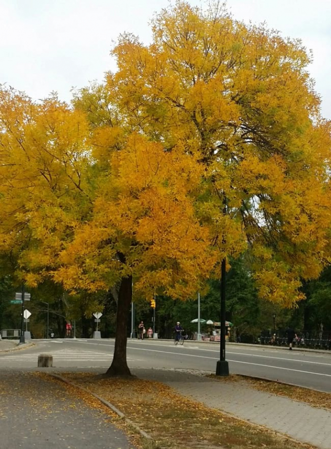 Green ash turns pale-pea green and orange