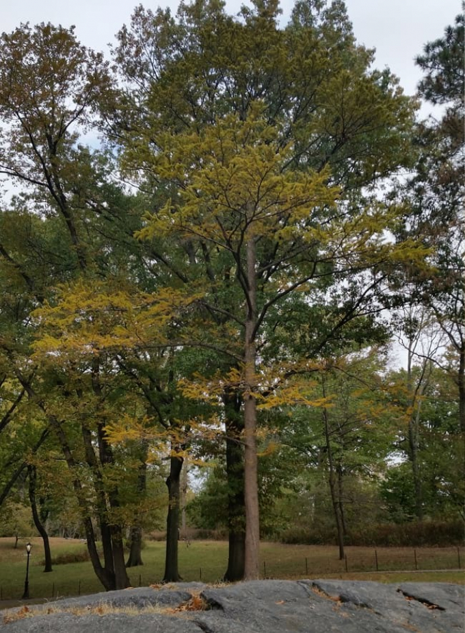 The Larch