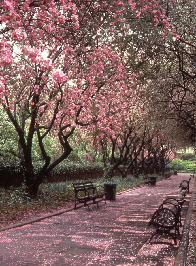Crabapple Trees