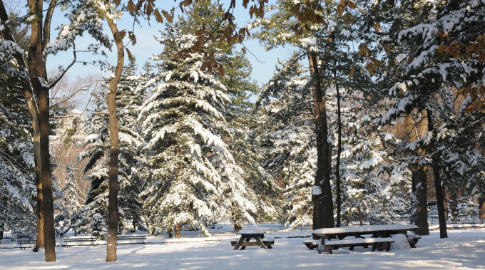 Arthur Ross Pinetum