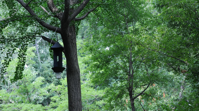 Bird Feeder in Hallett Sanctuary