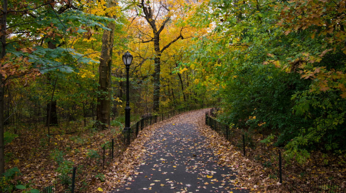 Leaf-strewn view of Iphogene's Walk in autumn