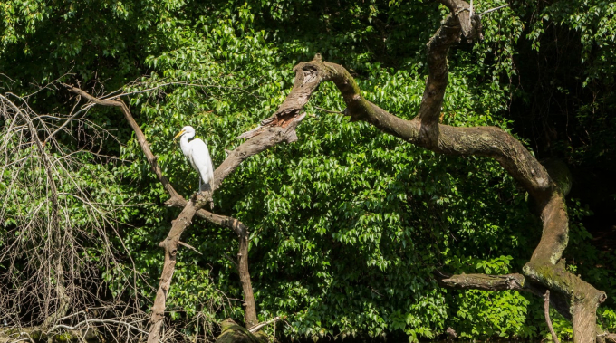 Great Egret perched above the water