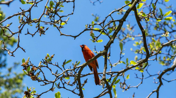 The Northern Cardinal amid budding leaves
