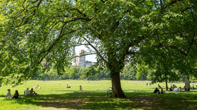 Sheep Meadow