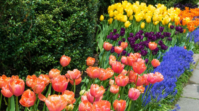 Tulips at Conservatory Gardens