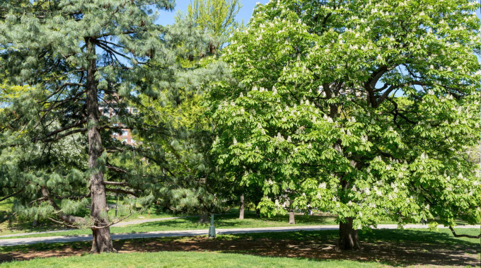 Seneca Village Site