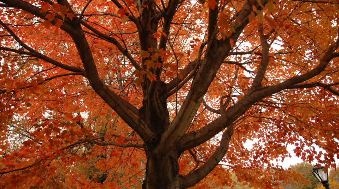 Sugar Maples in spectacular orange