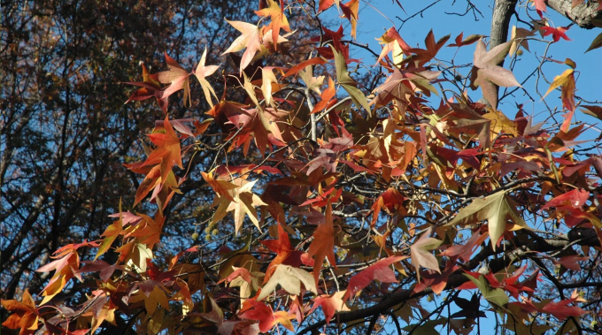 Sweetgum shows red, orange, and pink leaves