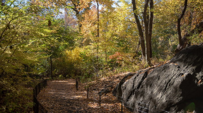 Foliage in the Ramble
