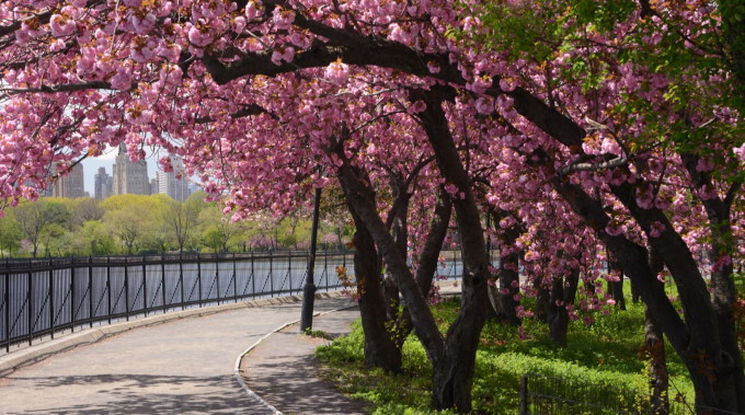 Kwanzan Cherry Trees