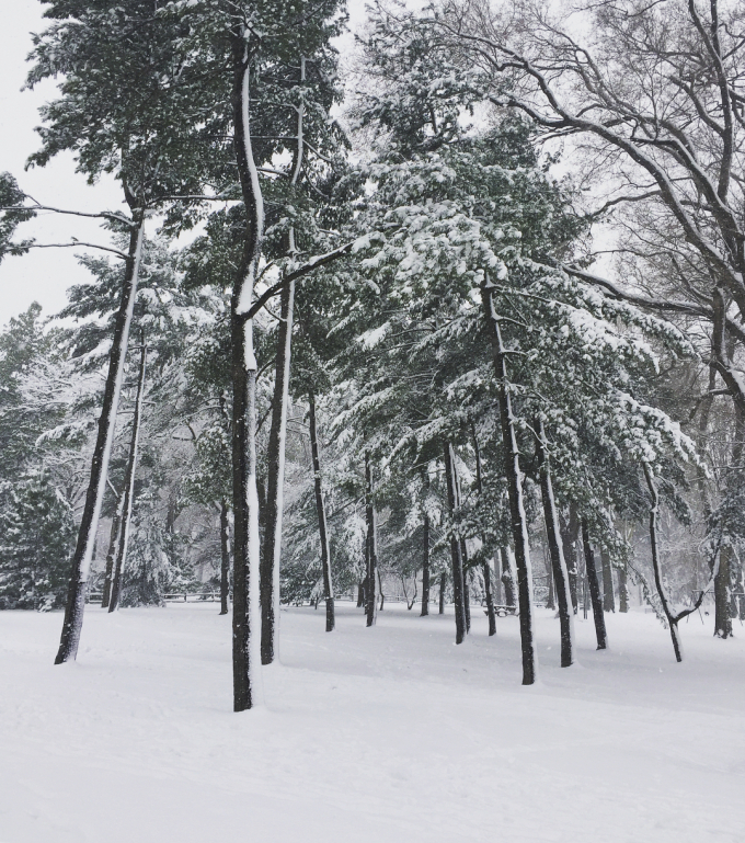 Trees in snow