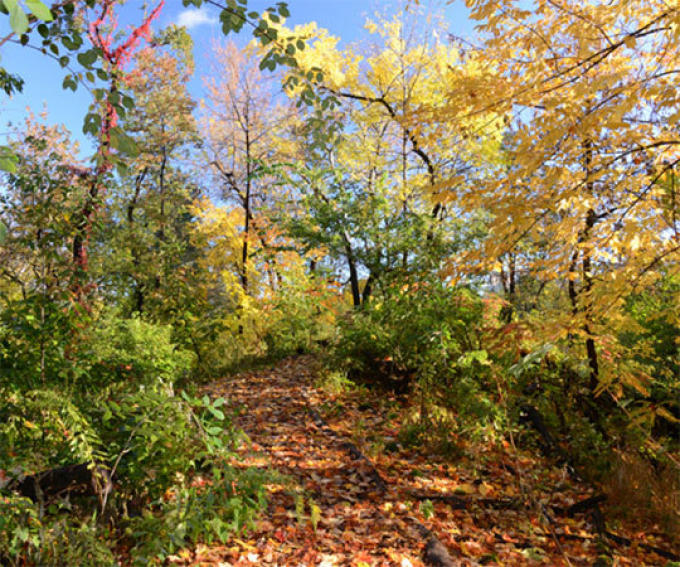 Foliage
