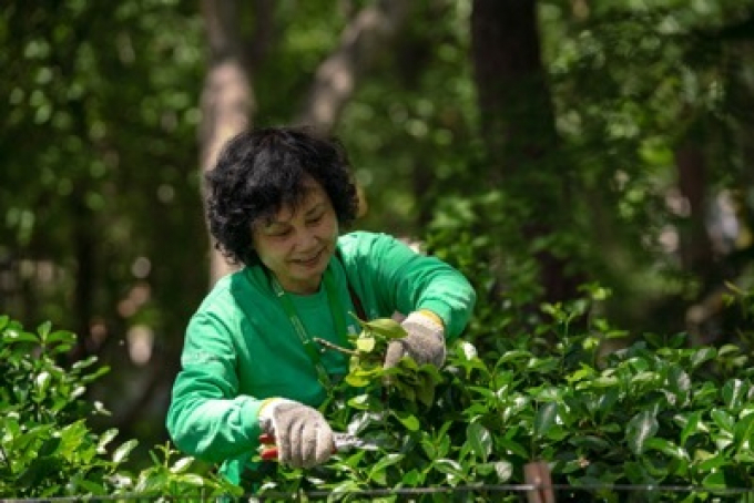 Volunteer gardener prunes a hedge
