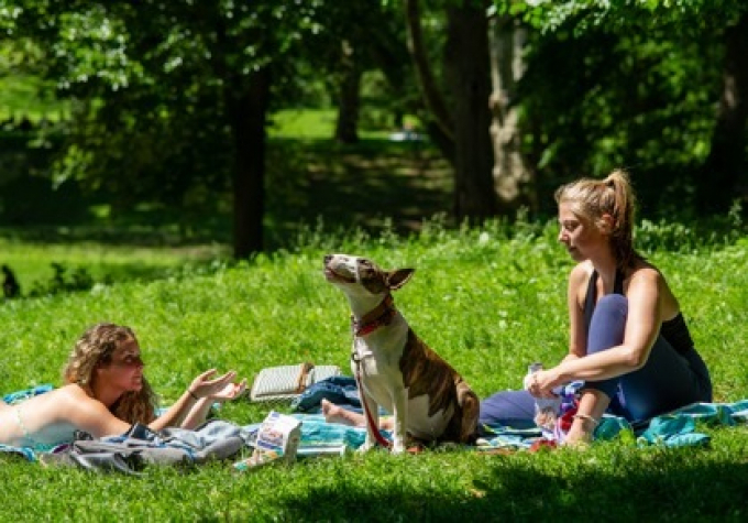A shelter dog enjoys Central Park