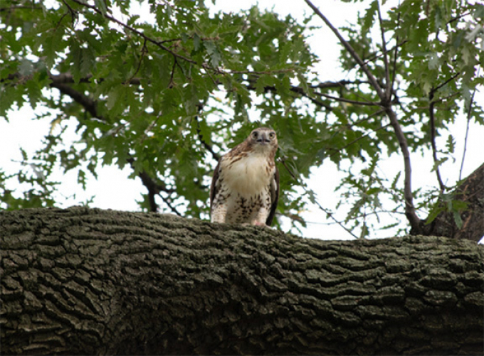 Red-Tailed hawk in the wild
