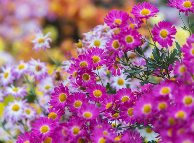 Mums at Conservatory Garden