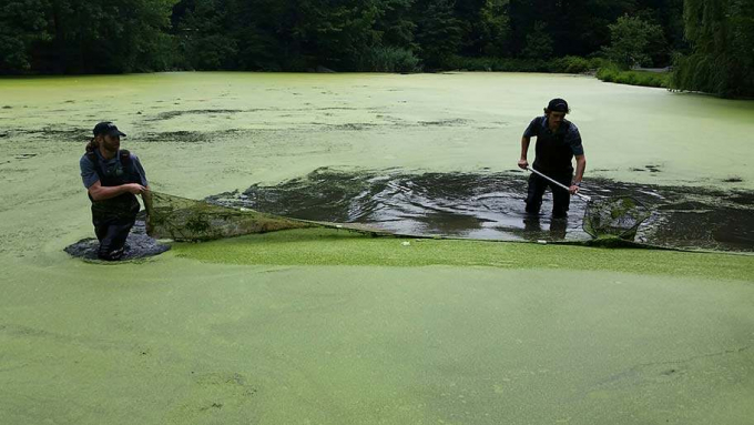 Workers wading through a pale green film of duckweed.