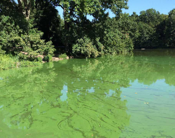 Algal blooms appear as a green film on the Lake