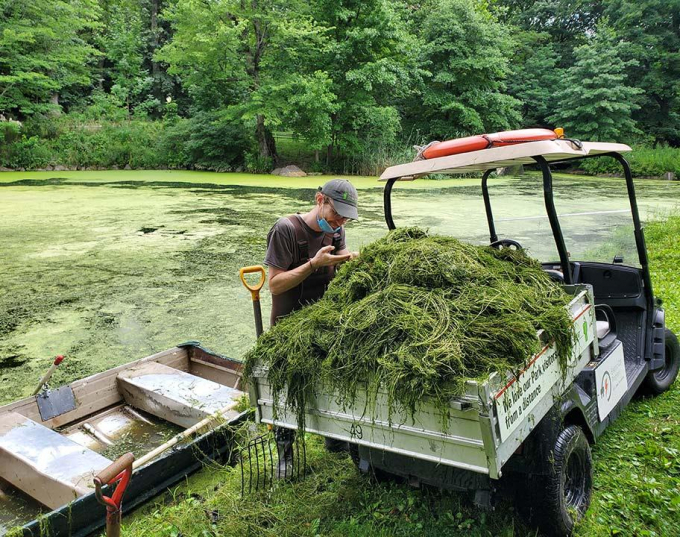 Elodea, an aquatic plant, piled in the back of a Conservancy vehicle, being inspected.