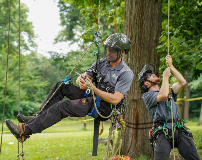 Arborists preparing to climb a tree in Central Park