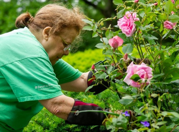 Volunteer Judy stakes rain-sodden roses