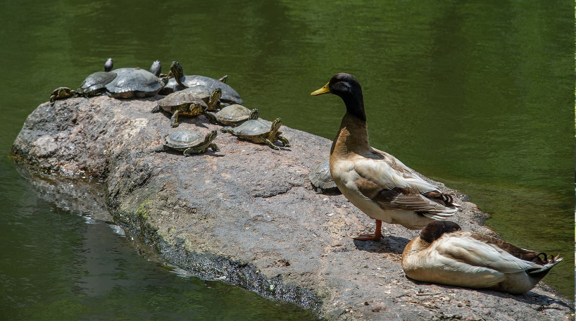 Turtles and Ducks on Turtle Pond