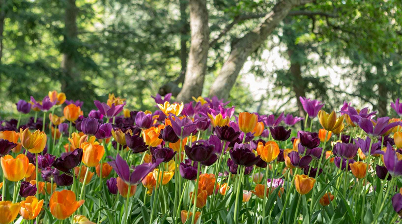 Flowers in Shakespeare Garden