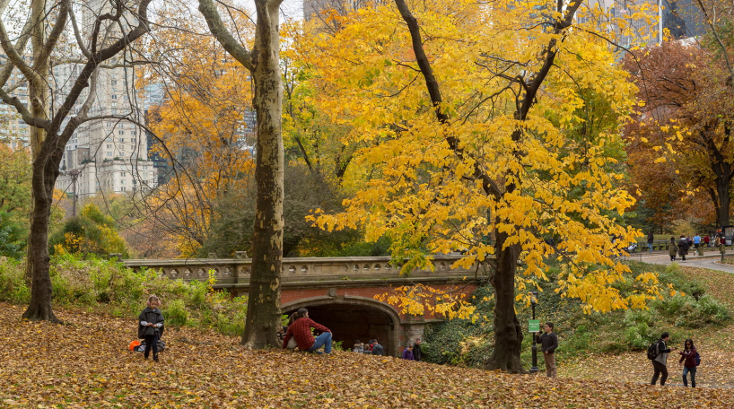 Autumn in Central Park