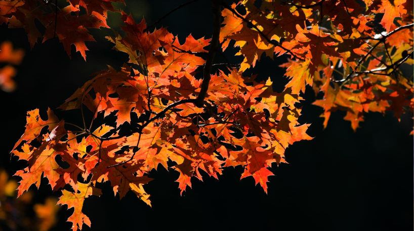 Fall Foliage