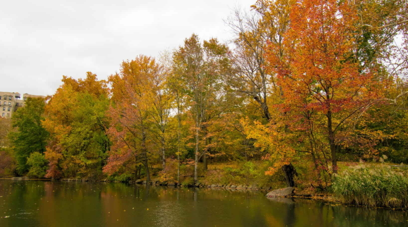 Foliage at the Pool