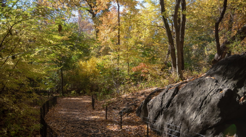 Foliage in the Ramble