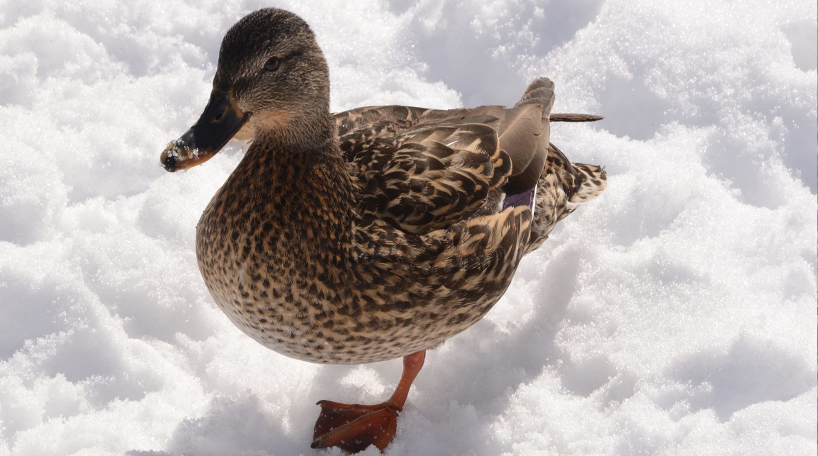 Duck in Snow