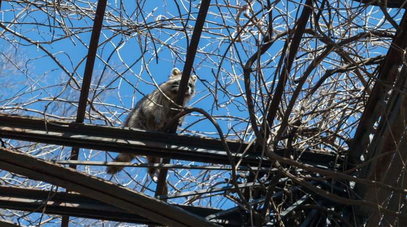 Raccoon at Conservatory Garden