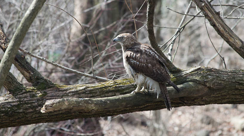 Red-Tailed Hawk