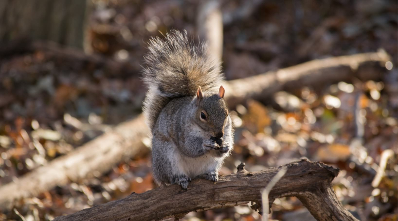 Squirrel with Nut