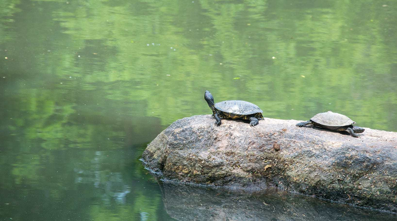 Turtles on Turtle Pond