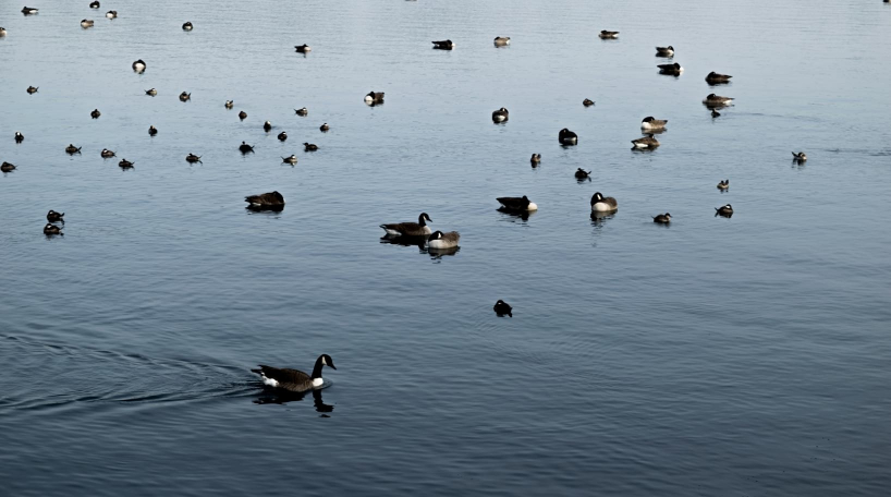 Ducks on the Reservoir