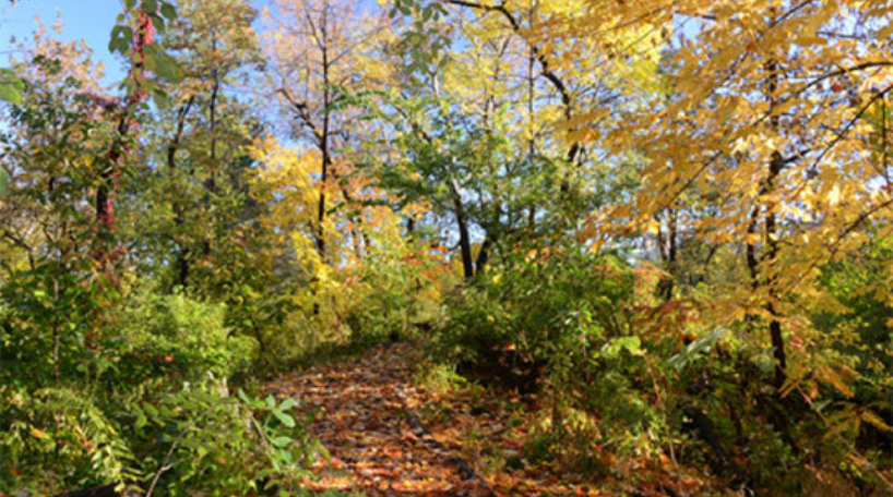 Foliage