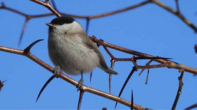 Chickadee