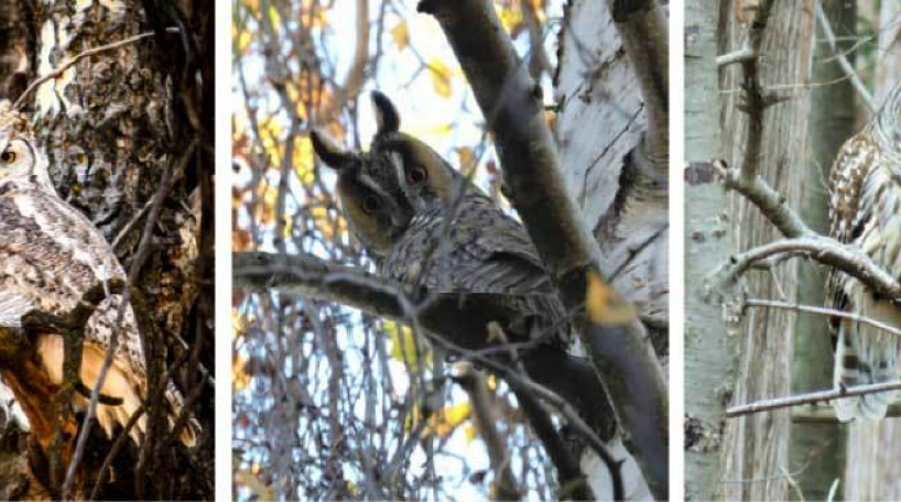 Owls